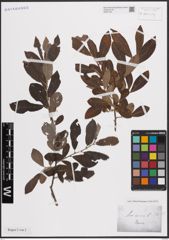 Foto von Salix cinerea L.